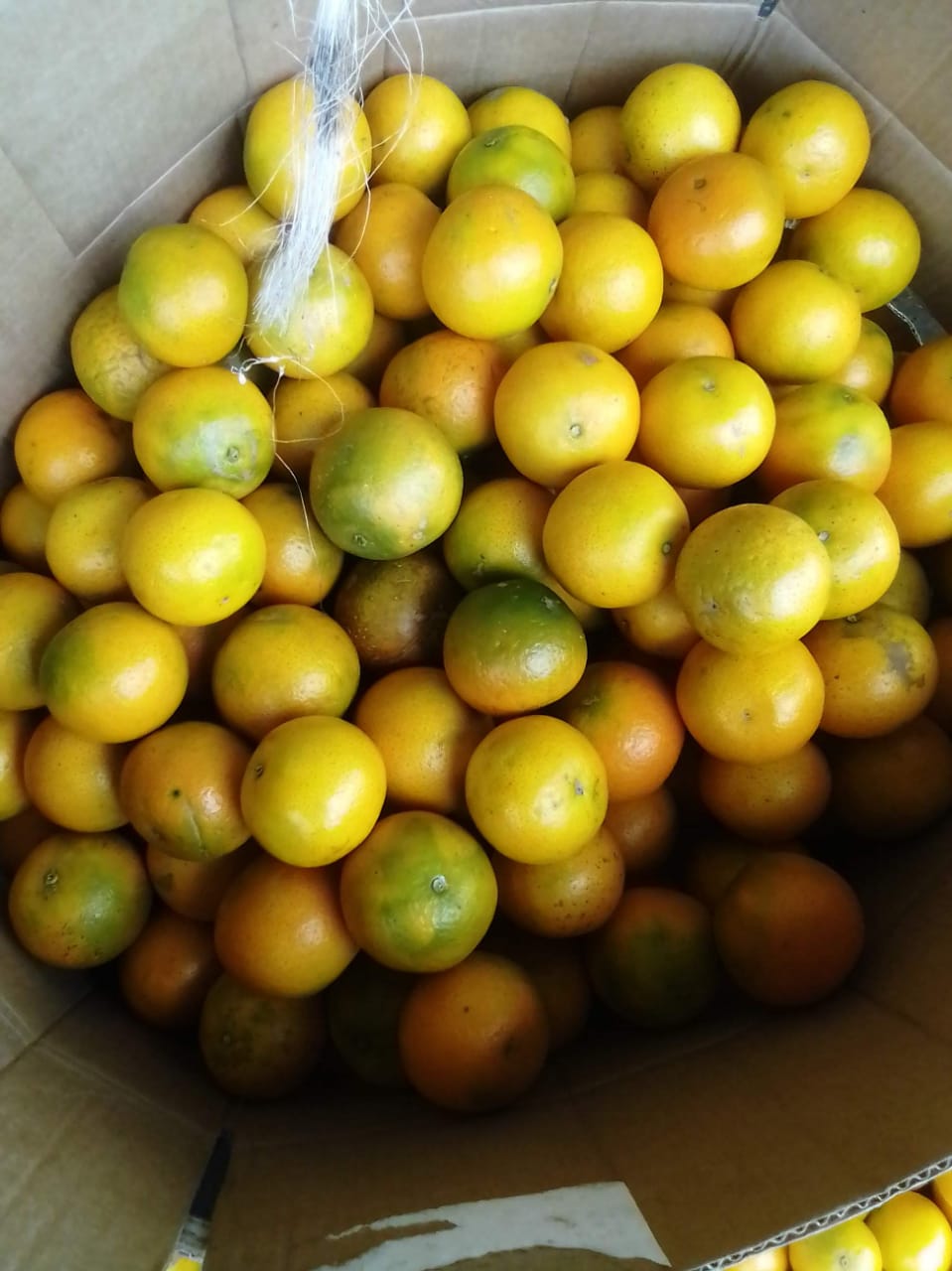 pixie-orange-jobelle